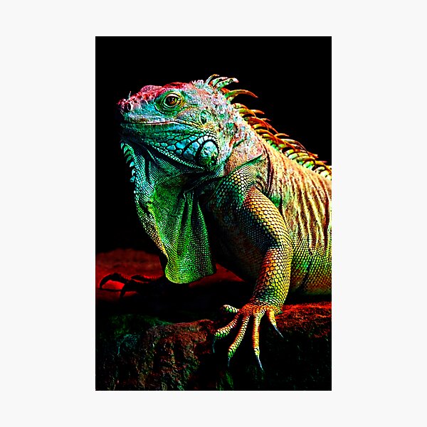 Iguana From The Deep Photographic Print