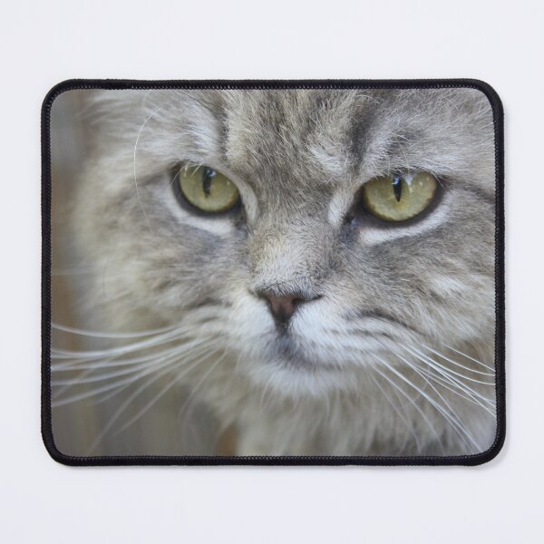 Item preview, Stunning Grey Cat Pet Photo Portrait designed and sold by taiche.