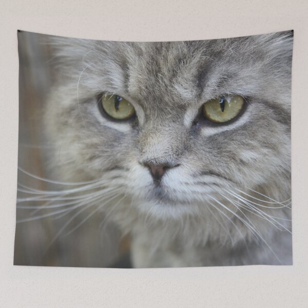 Item preview, Stunning Grey Cat Pet Photo Portrait designed and sold by taiche.