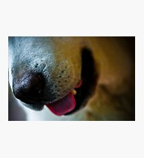 Want a lick? Photographic Print