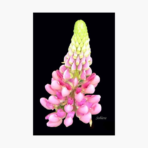 Item preview, Lovely Lupin designed and sold by Rosemary Sobiera.