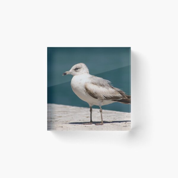 Item preview, Livingston designed and sold by Donna Wilkins.