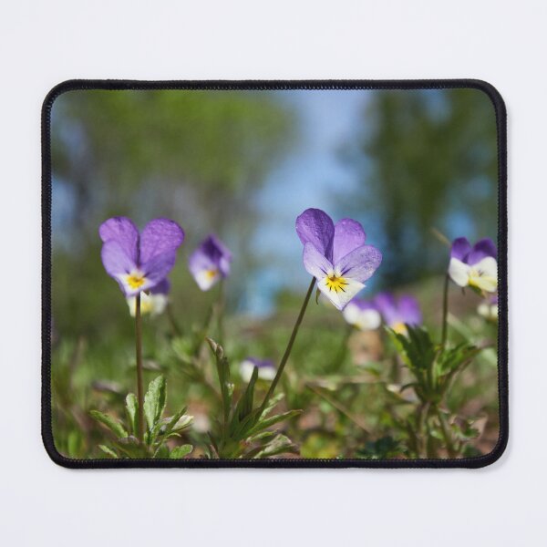 Item preview, Heartsease wide designed and sold by Jouko Lehto Photography.