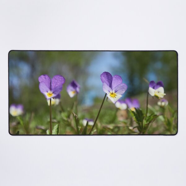 Item preview, Heartsease wide designed and sold by Jouko Lehto Photography.