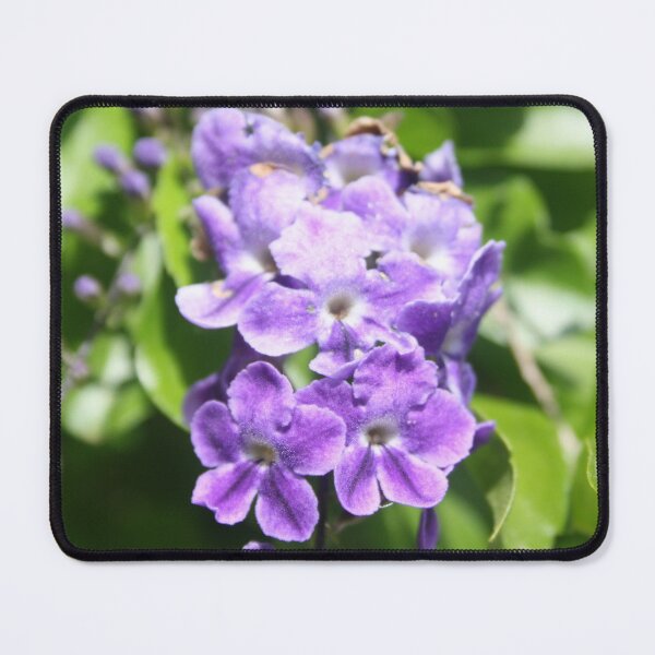 Item preview, Duranta Erecta Verbena Flowering Shrub designed and sold by taiche.