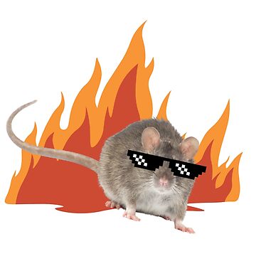 Cool rat discount