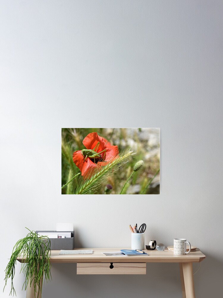 Thumbnail 2 of 3, Poster, Grasshopper on a Wild Poppy, Berat, Albania designed and sold by KarenEspig.