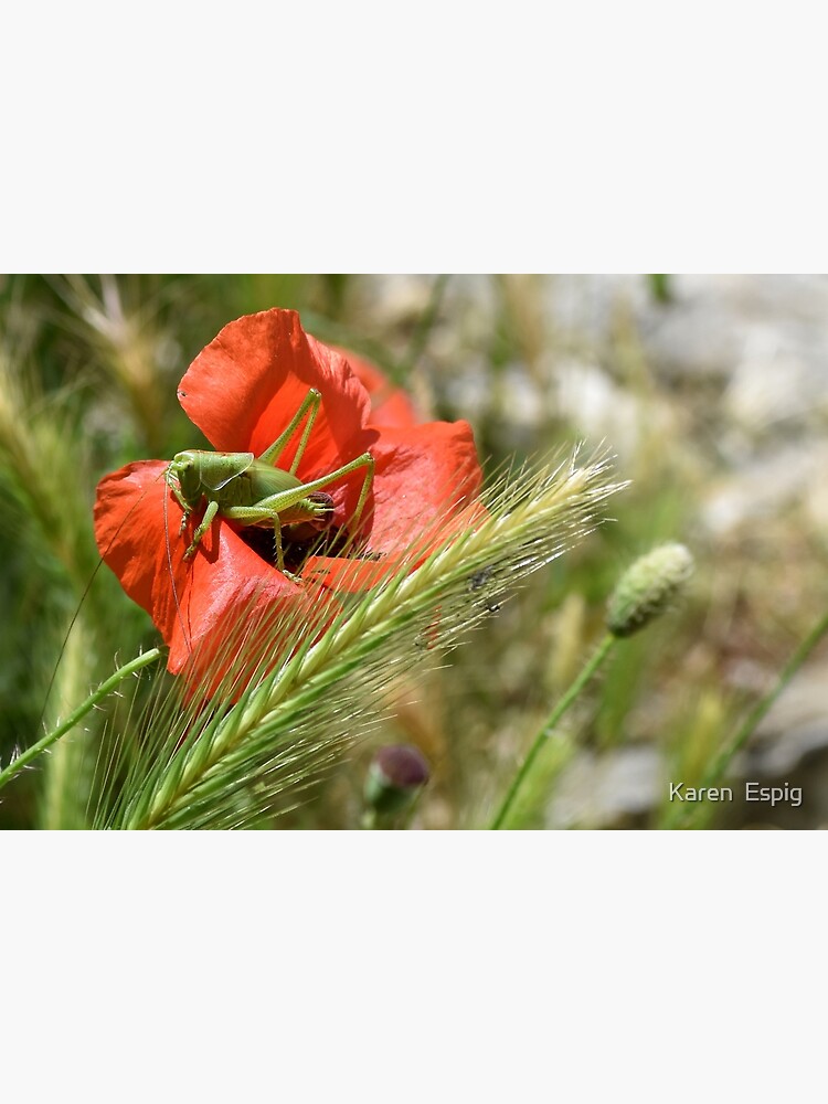 Thumbnail 3 of 3, Poster, Grasshopper on a Wild Poppy, Berat, Albania designed and sold by KarenEspig.