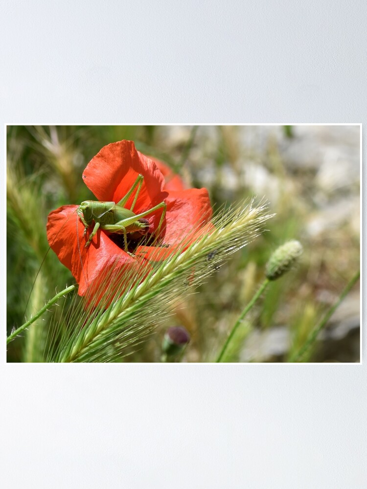 Thumbnail 1 of 3, Poster, Grasshopper on a Wild Poppy, Berat, Albania designed and sold by KarenEspig.