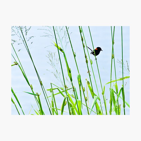 Item preview, Red-backed Fairy-wren outflanked by fearless frogs designed and sold by Frank  McDonald.