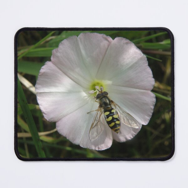 Item preview, Hoverfly and Pink Flower Feeding Time Photograph designed and sold by naturegallery.