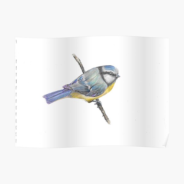 Blue Tit Poster