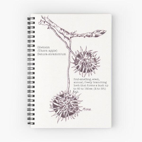 Item preview, Olieboom (Thorn apple) - Botanical illustration designed and sold by Maree Clarkson .