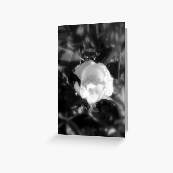 old-fashioned roses by Fox Creek & Columbia River 14 Greeting Card