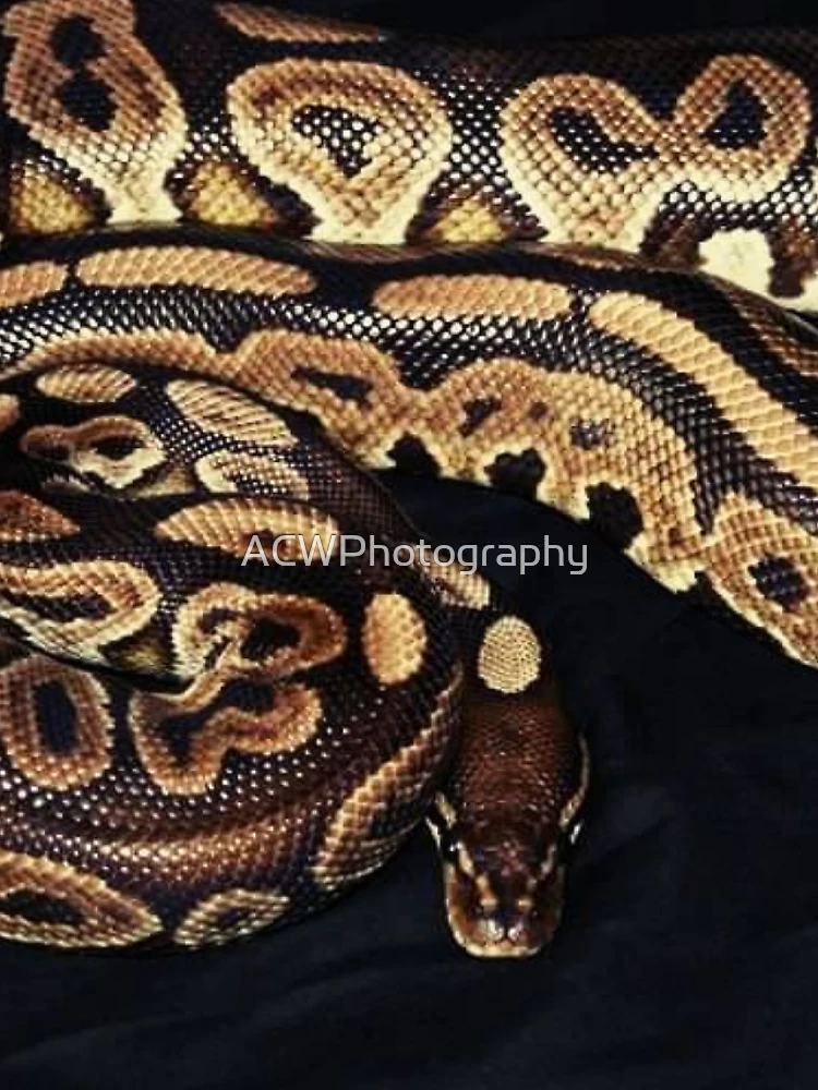 Thumbnail 4 of 4, iPhone Case, Python Regius designed and sold by ACWPhotography.
