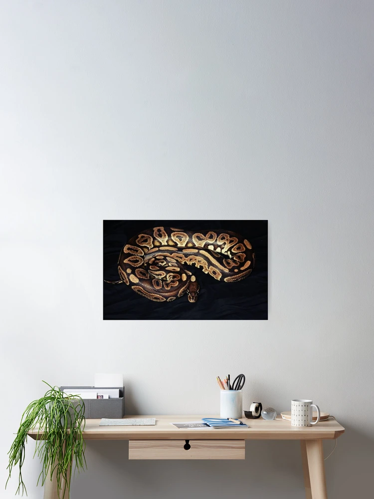 Thumbnail 2 of 3, Poster, Python Regius designed and sold by ACWPhotography.