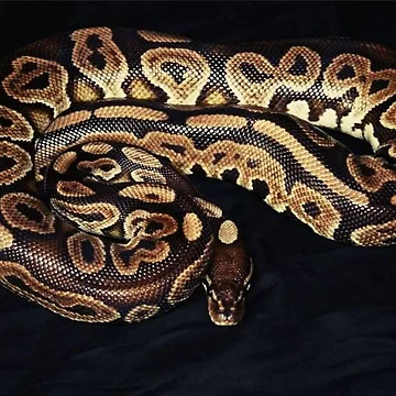 Artwork thumbnail, Python Regius by ACWPhotography