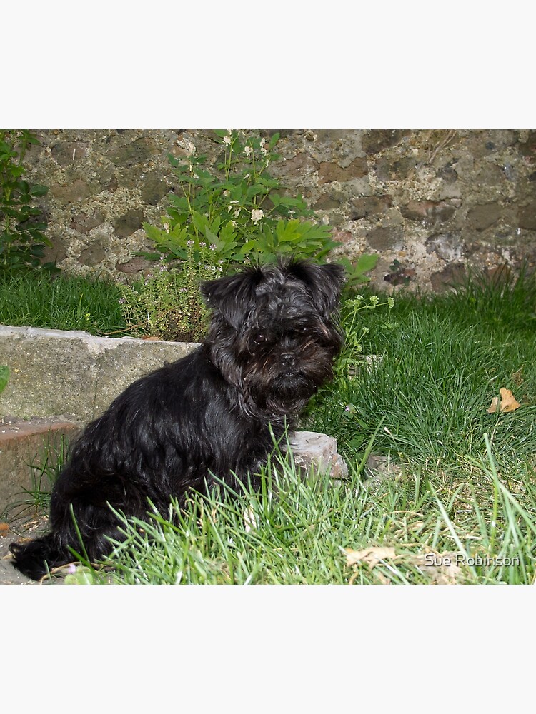 Affenpinscher Puppy Poster for Sale by Sue Robinson Redbubble