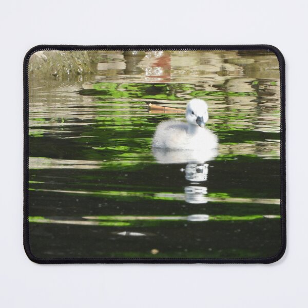 Item preview, Little Cygnets First Swim designed and sold by PhotosBySusanne.