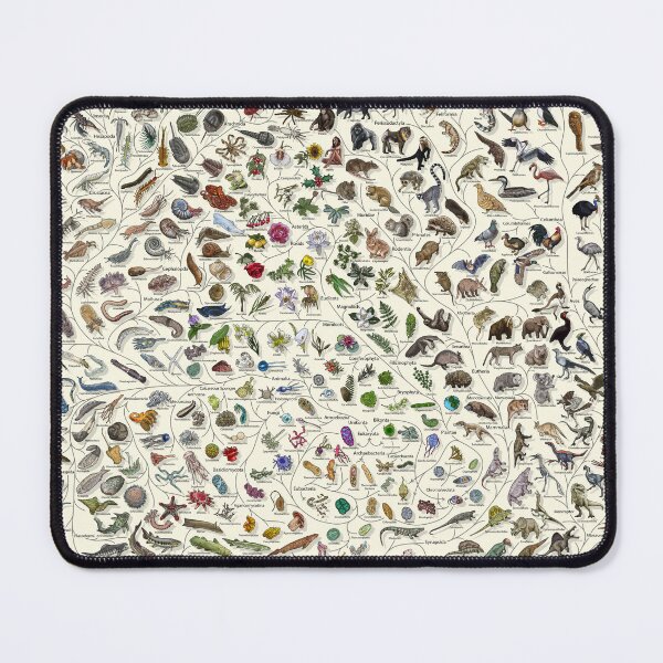 Item preview, Tree of Life Poster - Animal and Plant Evolution - Colour (Scientific Annotations others available) Cream designed and sold by EvolutionPoster.