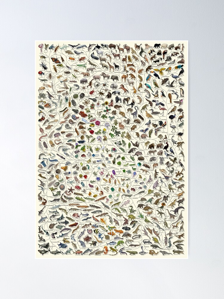 Alternate view of Tree of Life Poster - Animal and Plant Evolution - Colour (Scientific Annotations others available) Cream Poster