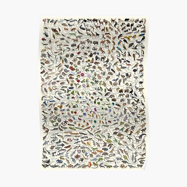Tree of Life Poster - Animal and Plant Evolution - Colour (Scientific Annotations others available) Cream Poster