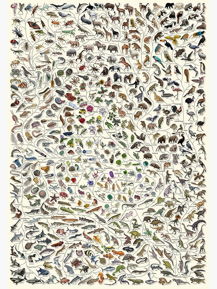 Artwork view, Tree of Life Poster - Animal and Plant Evolution - Colour (English Annotations others available) Cream designed and sold by EvolutionPoster