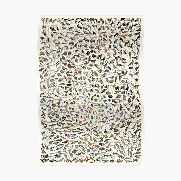 Tree of Life Poster - Animal and Plant Evolution - Colour (English Annotations others available) Cream Poster