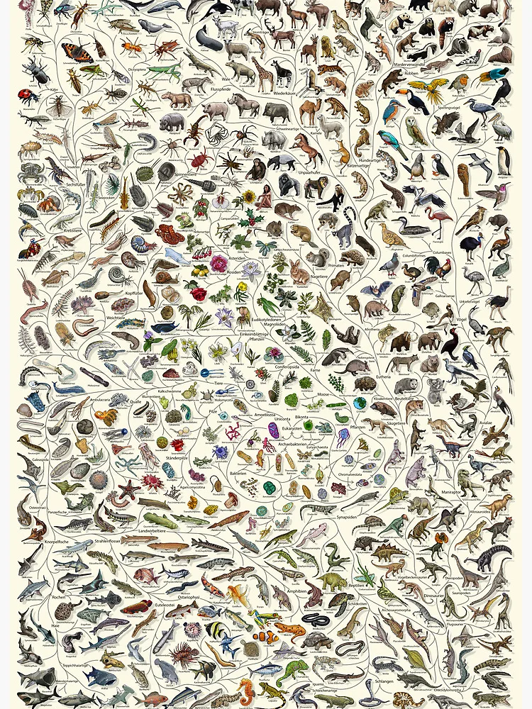 Imagen 2 de 2, Lámina rígida con la obra Baum des Lebens Poster - Tier und Pflanze Evolution - Farbe (Deutsche Anmerkungen andere verfügbar), diseñada y vendida por EvolutionPoster.