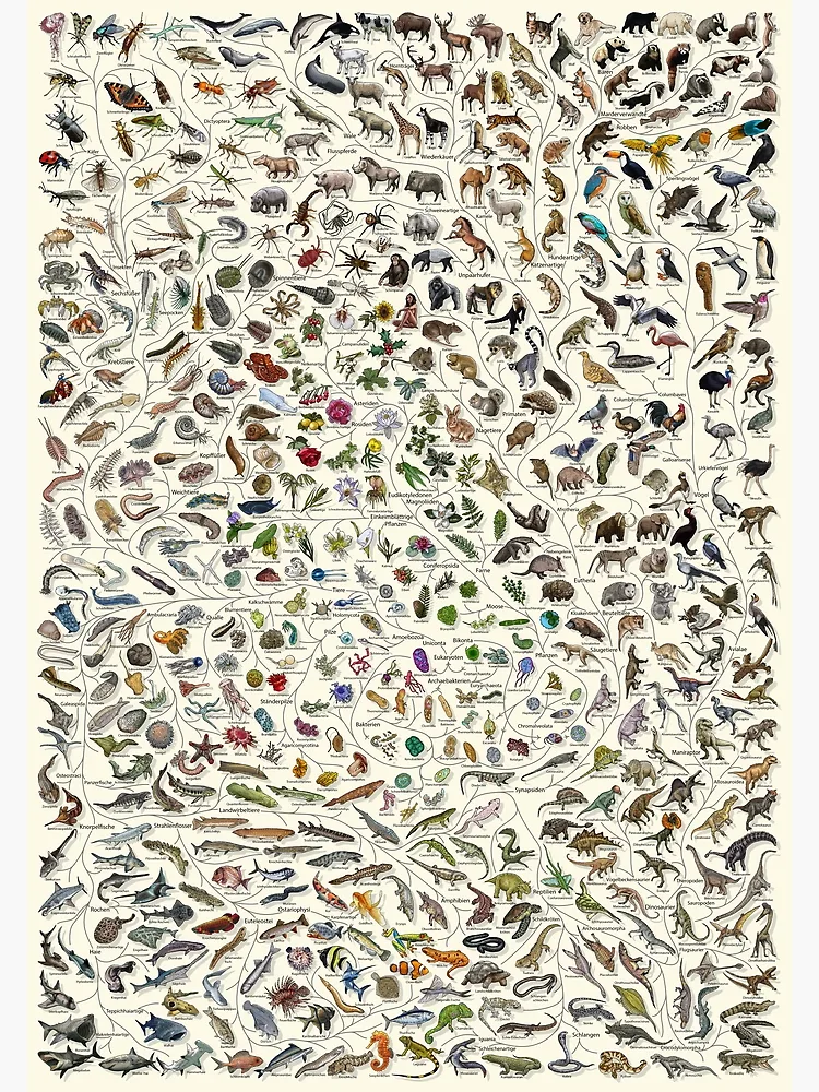 Aperçu 3 sur 3. Poster avec l'œuvre Baum des Lebens Poster - Tier und Pflanze Evolution - Farbe (Deutsche Anmerkungen andere verfügbar) créée et vendue par EvolutionPoster.