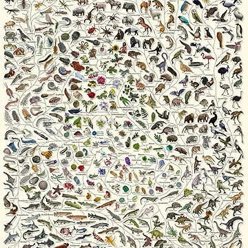 Aperçu de l'œuvre Baum des Lebens Poster - Tier und Pflanze Evolution - Farbe (Deutsche Anmerkungen andere verfügbar) de EvolutionPoster