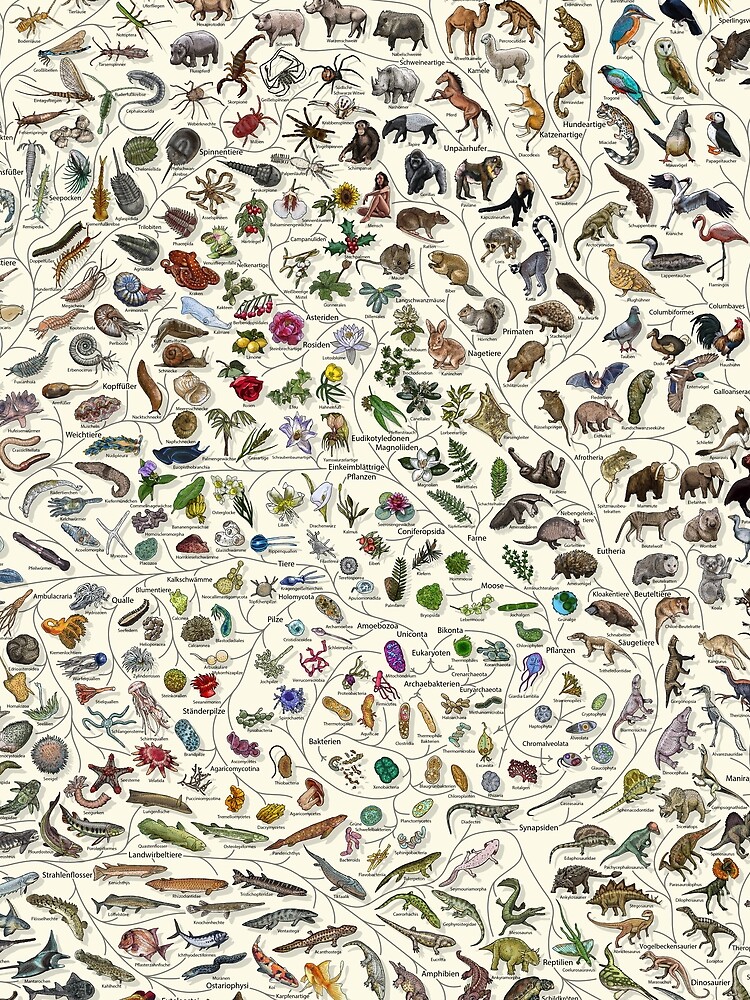 Thumbnail 3 von 3, Tuch, Baum des Lebens Poster - Tier und Pflanze Evolution - Farbe (Deutsche Anmerkungen andere verfügbar) designt und verkauft von EvolutionPoster.