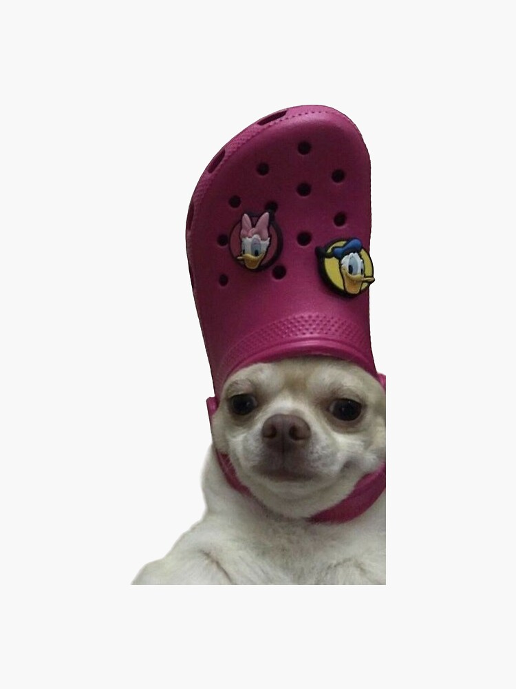 Dog crocs on sale