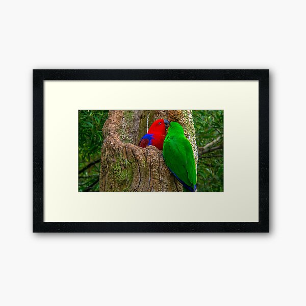 Eclectus Parrots Framed Art Print