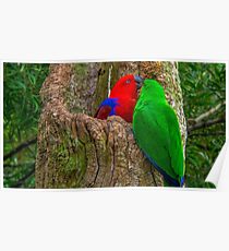 Eclectus Parrots Poster