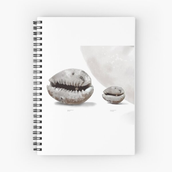 Item preview, Cowry Shell Study  designed and sold by Karin Taylor.