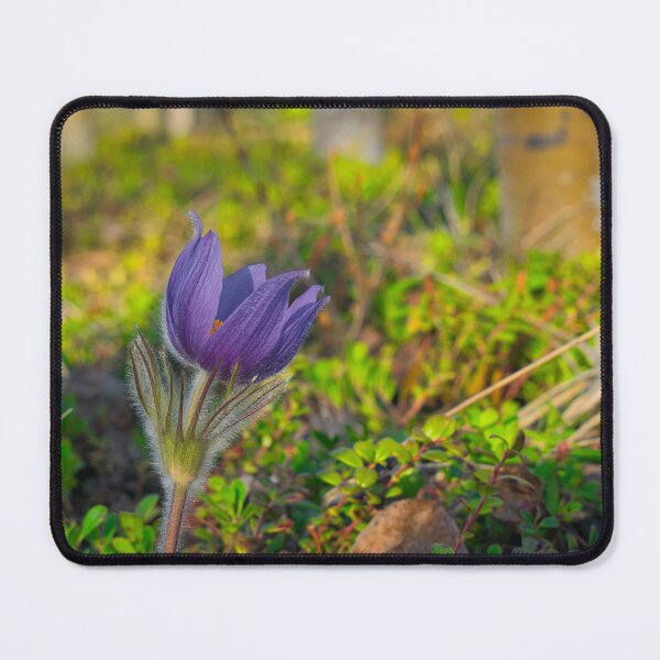 Item preview, Spring Crocus designed and sold by mahnkephotos.