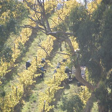 Artwork thumbnail, Vertical Vines - Magpie Springs - Adelaide Hills Wine Region - Fleurieu Peninsula - Winery by MagpieSprings