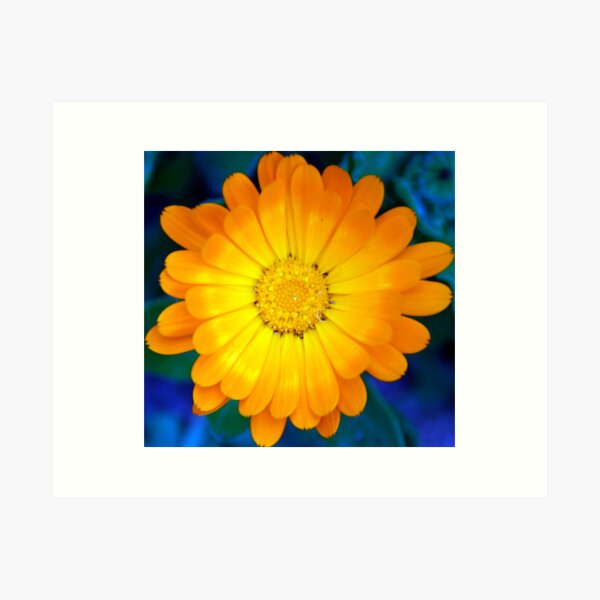 Item preview, Callendula at Magpie Springs by Avril Thomas designed and sold by MagpieSprings.