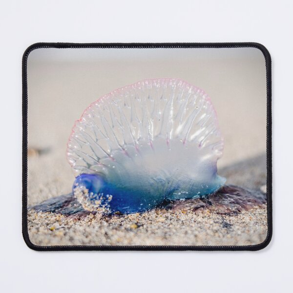 Item preview, Atlantic Portuguese Man o' War designed and sold by greglarro.