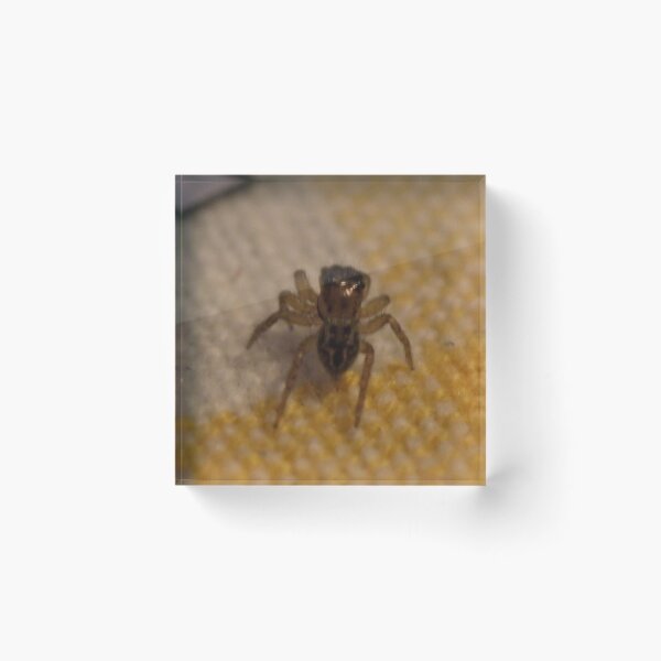 Item preview, little tiny spider designed and sold by BigAndRed.