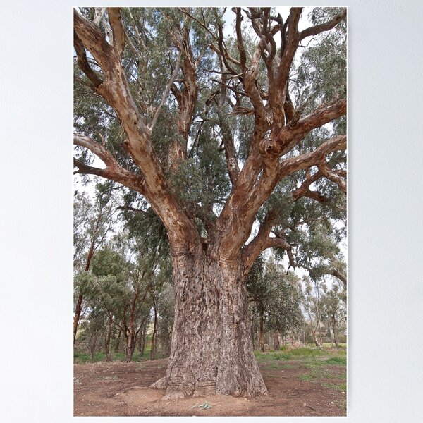 Item preview, 0022 Big tree designed and sold by Hans Kawitzki.