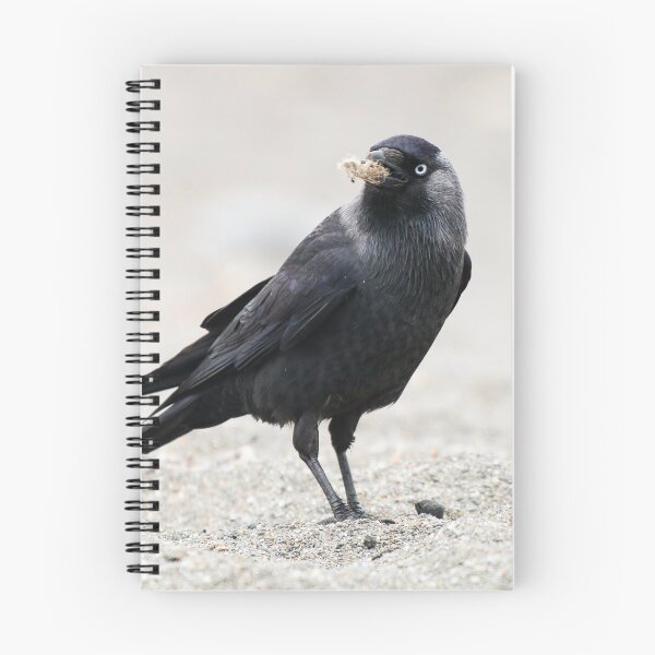 Item preview, Jackdaw collecting for it's nest designed and sold by GreyFeatherPhot.