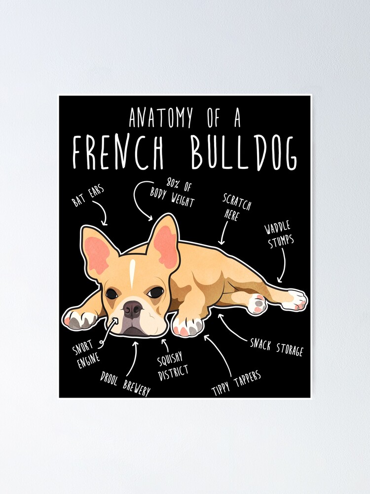 "French Bulldog Anatomy" Poster for Sale by Psitta Redbubble