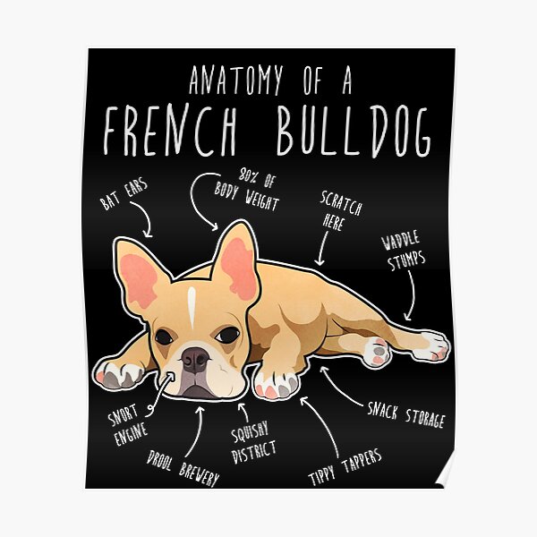 "French Bulldog Anatomy" Poster for Sale by Psitta Redbubble