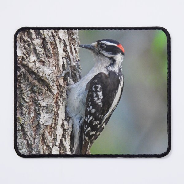 Item preview, Downy Woodpecker on Tree designed and sold by TheSplitWindow.