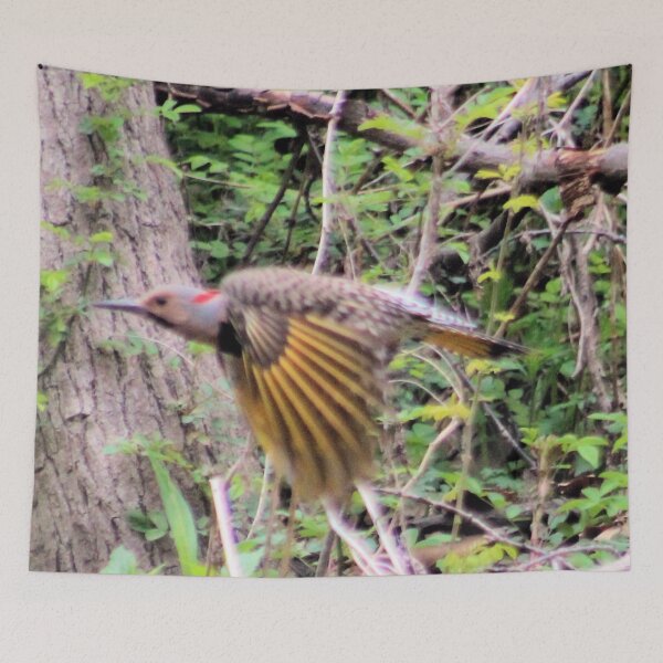 Item preview, NORTHERN FLICKER 2 designed and sold by BOLLA67.