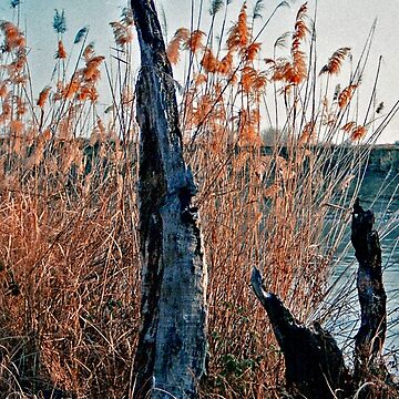 Artwork thumbnail, dead tree by Aisat13