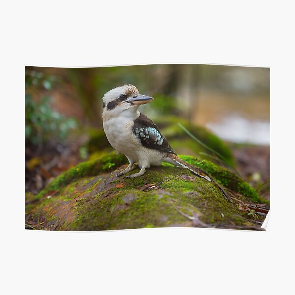 Laughing Kookaburra Poster