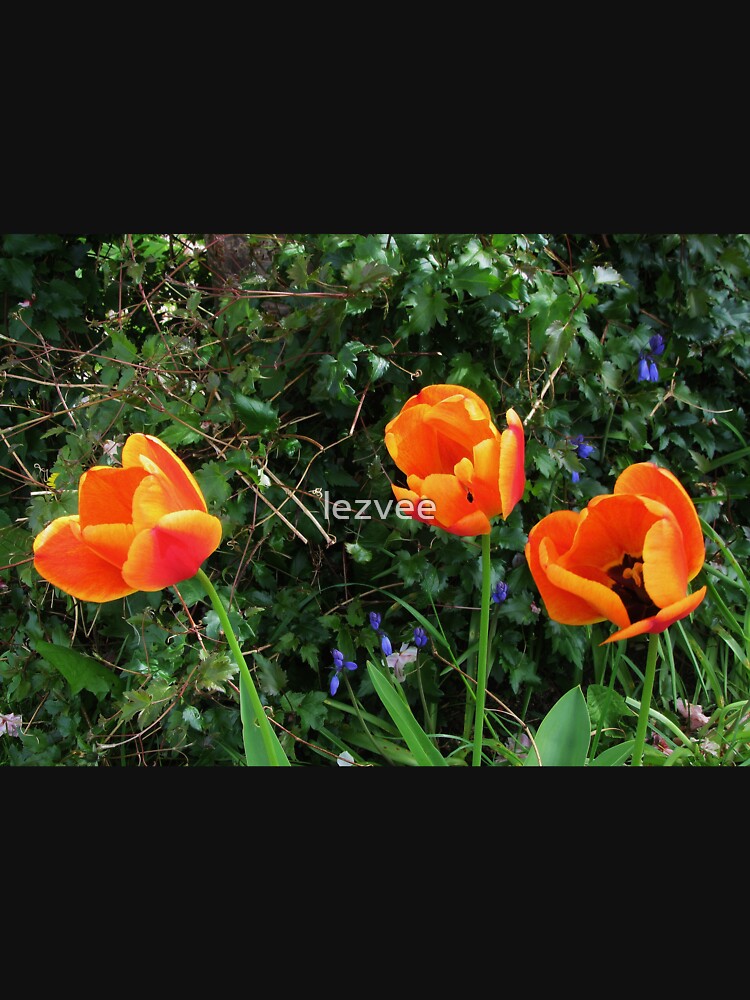 Tulips In Highworth by lezvee